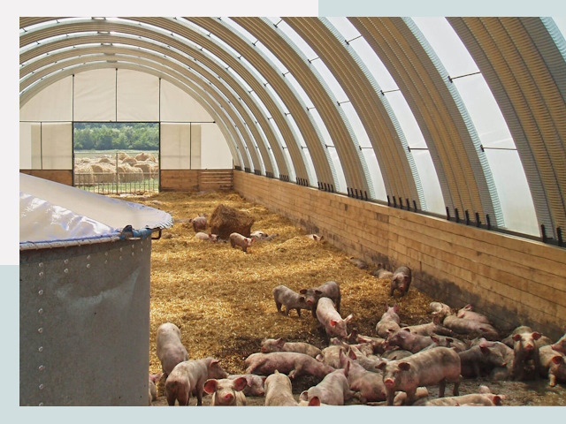 Строительство свинарников в Глазове